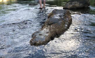 Lori H.'s photo of camping with pets at Blue Heron Campground — Big South Fork National River and Recreation Area near Lake Cumberland