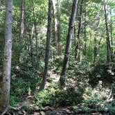 Review photo of Blue Heron Campground — Big South Fork National River and Recreation Area by Lori H., July 6, 2020