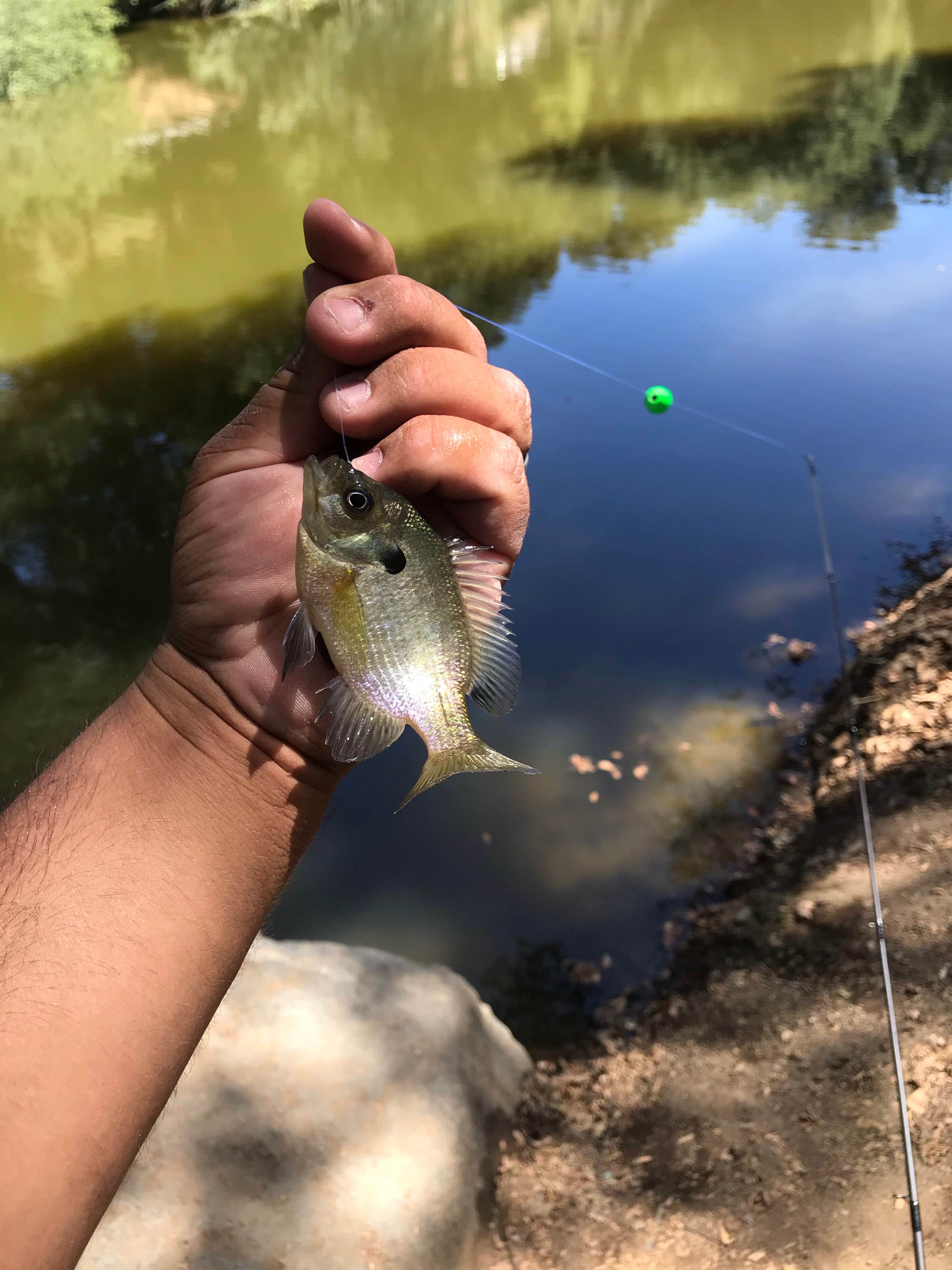 Camper submitted image from Ramona Oaks RV Resort - 2