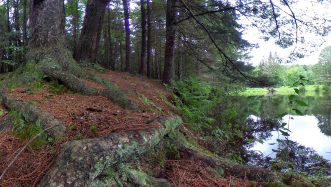 Camper-submitted photo at Pharsalia Y Pond near Marietta, NY