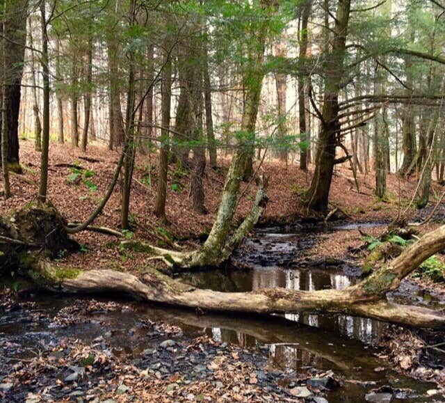 Camper-submitted photo at Bucks Brook State Forest Primitive Tent Site near Syracuse, NY