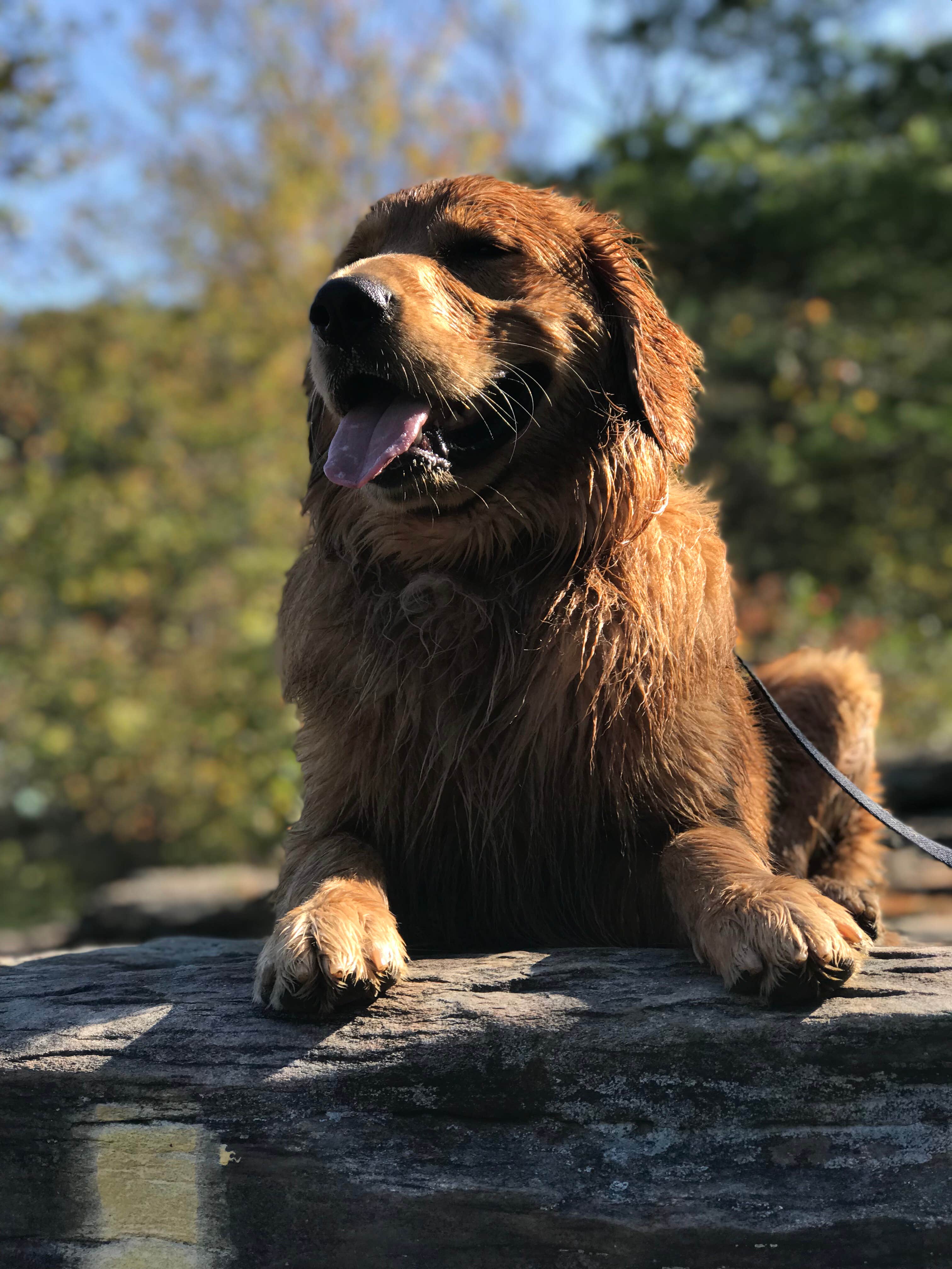 Ashley S.'s photo of camping with pets at Kentuck Campground — Ohiopyle State Park near Frostburg, MD
