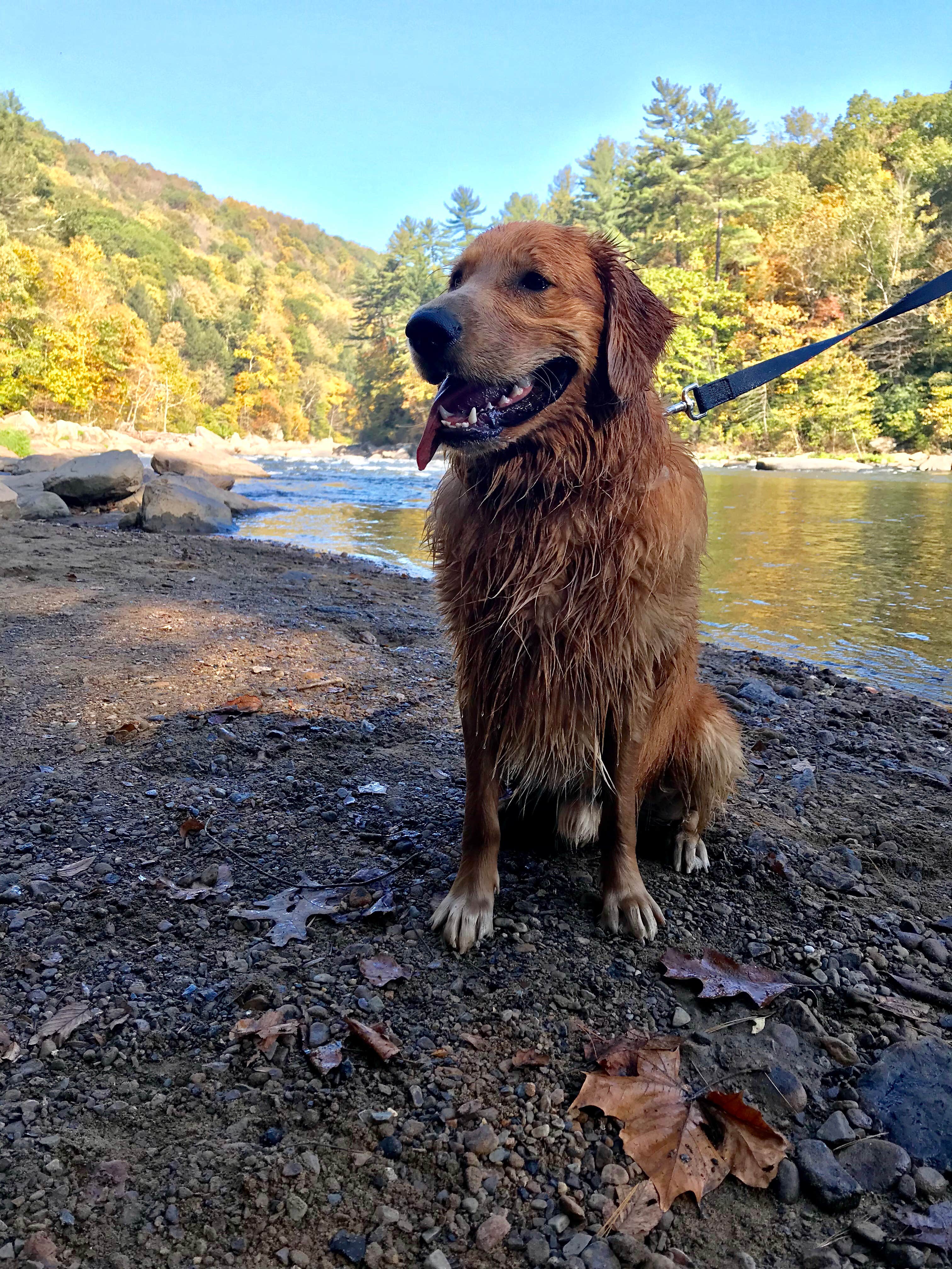 Ashley S.'s photo of camping with pets at Kentuck Campground — Ohiopyle State Park near Masontown, PA
