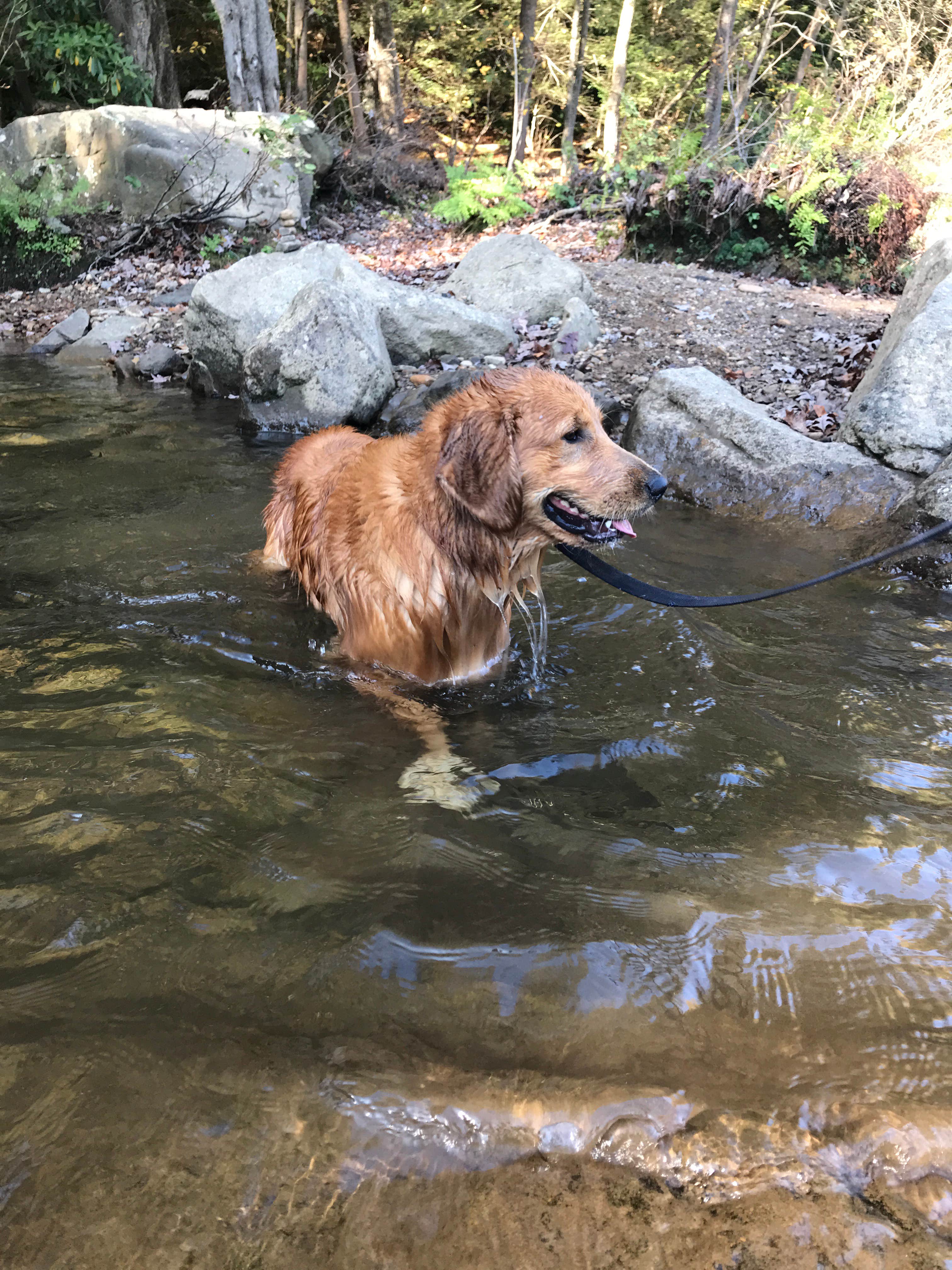 Ashley S.'s photo of camping with pets at Kentuck Campground — Ohiopyle State Park near Pittsburgh, PA