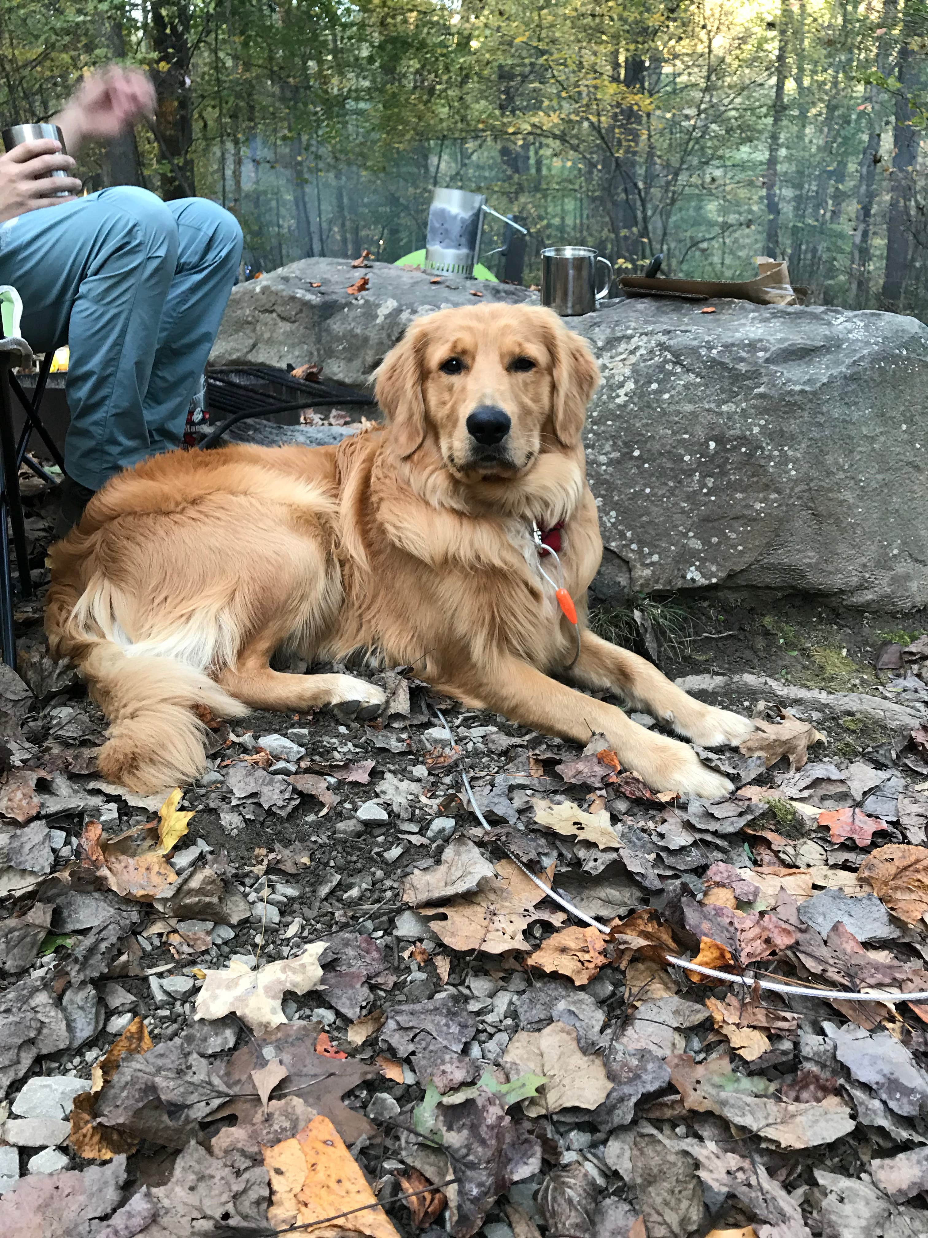 Ashley S.'s photo of camping with pets at Kentuck Campground — Ohiopyle State Park near Wind Ridge, PA