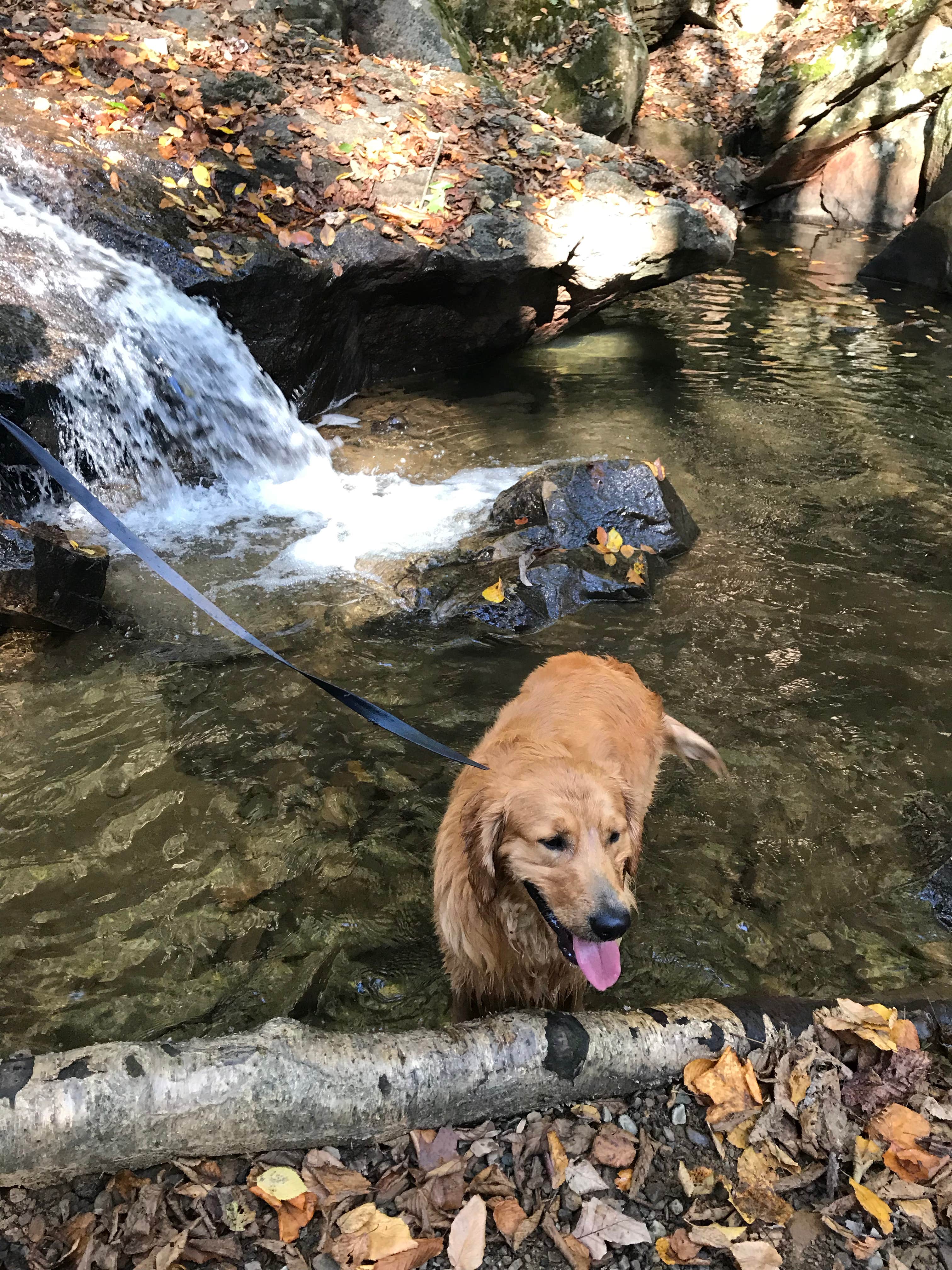 Ashley S.'s photo of camping with pets at Kentuck Campground — Ohiopyle State Park near Rices Landing, PA