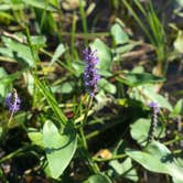 Review photo of Charge Pond Campground — Myles Standish State Forest by Randy R., July 6, 2020