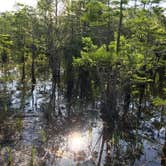 Review photo of Carolina Beach State Park Campground by Katy S., July 6, 2020