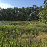 Review photo of Carolina Beach State Park Campground by Katy S., July 6, 2020