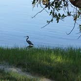 Review photo of Carolina Beach State Park Campground by Katy S., July 6, 2020