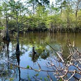 Review photo of Carolina Beach State Park Campground by Katy S., July 6, 2020