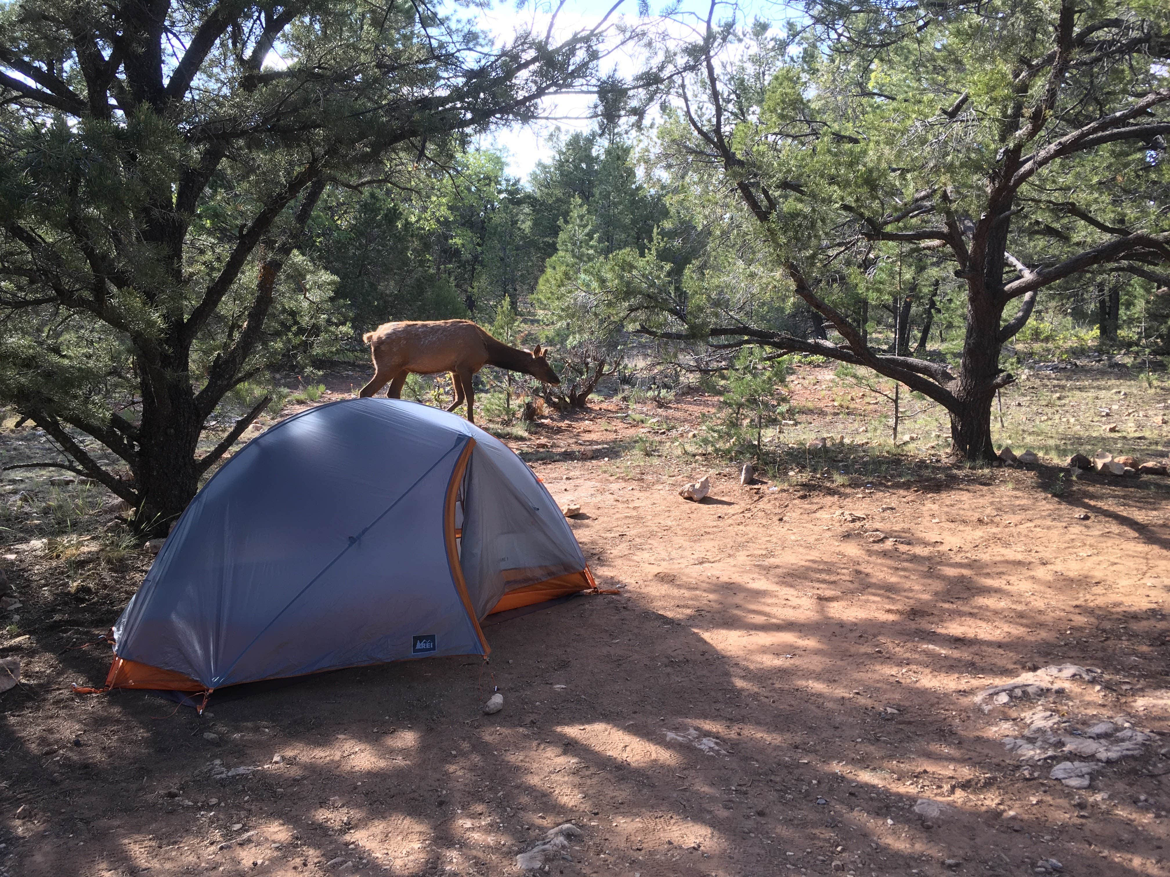 Katy S.'s photo at Mather Campground — Grand Canyon National Park near Grand Canyon National Park