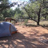 Review photo of Mather Campground — Grand Canyon National Park by Katy S., July 6, 2020