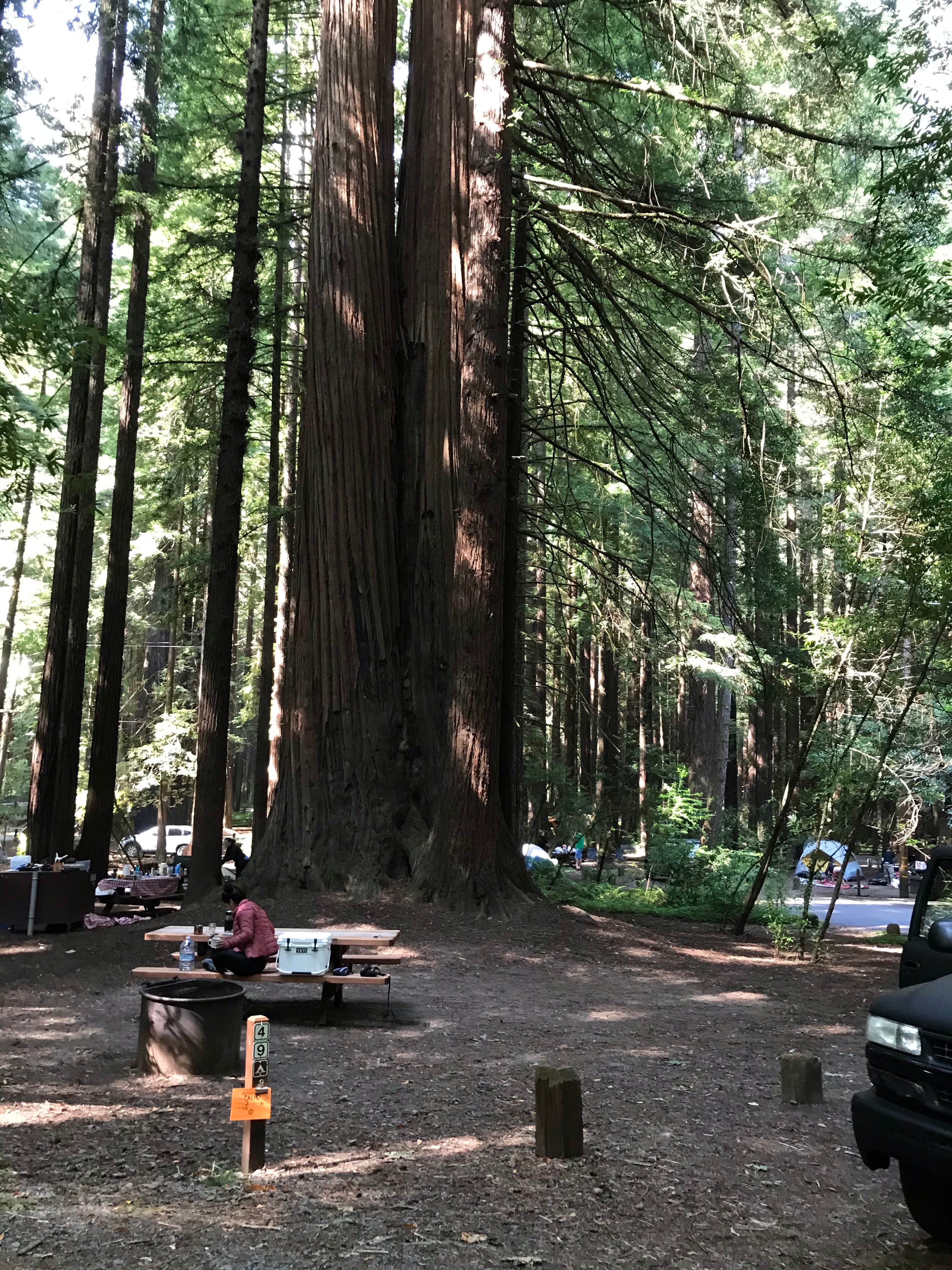 Camper submitted image from Burlington Campground — Humboldt Redwoods State Park - 3