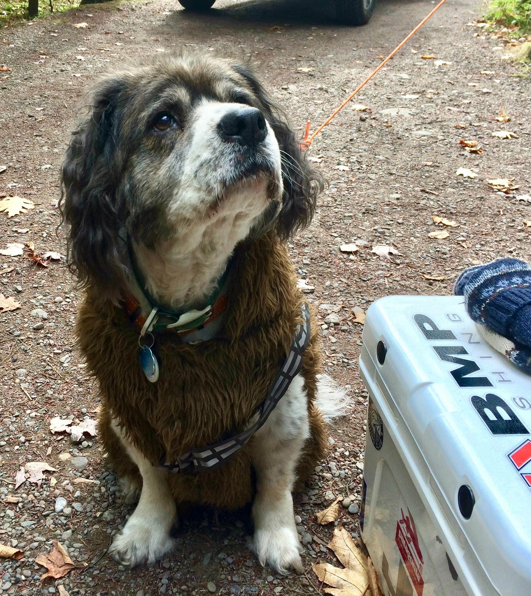 Mele T.'s photo of camping with pets at North-South Lake Campground near Stuyvesant, NY