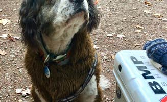 Mele T.'s photo of camping with pets at North-South Lake Campground near Catskill, NY