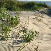 Review photo of Oregon Inlet Campground — Cape Hatteras National Seashore by Katy S., July 6, 2020