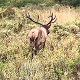 Review photo of Smokemont Campground — Great Smoky Mountains National Park by Katy S., July 6, 2020