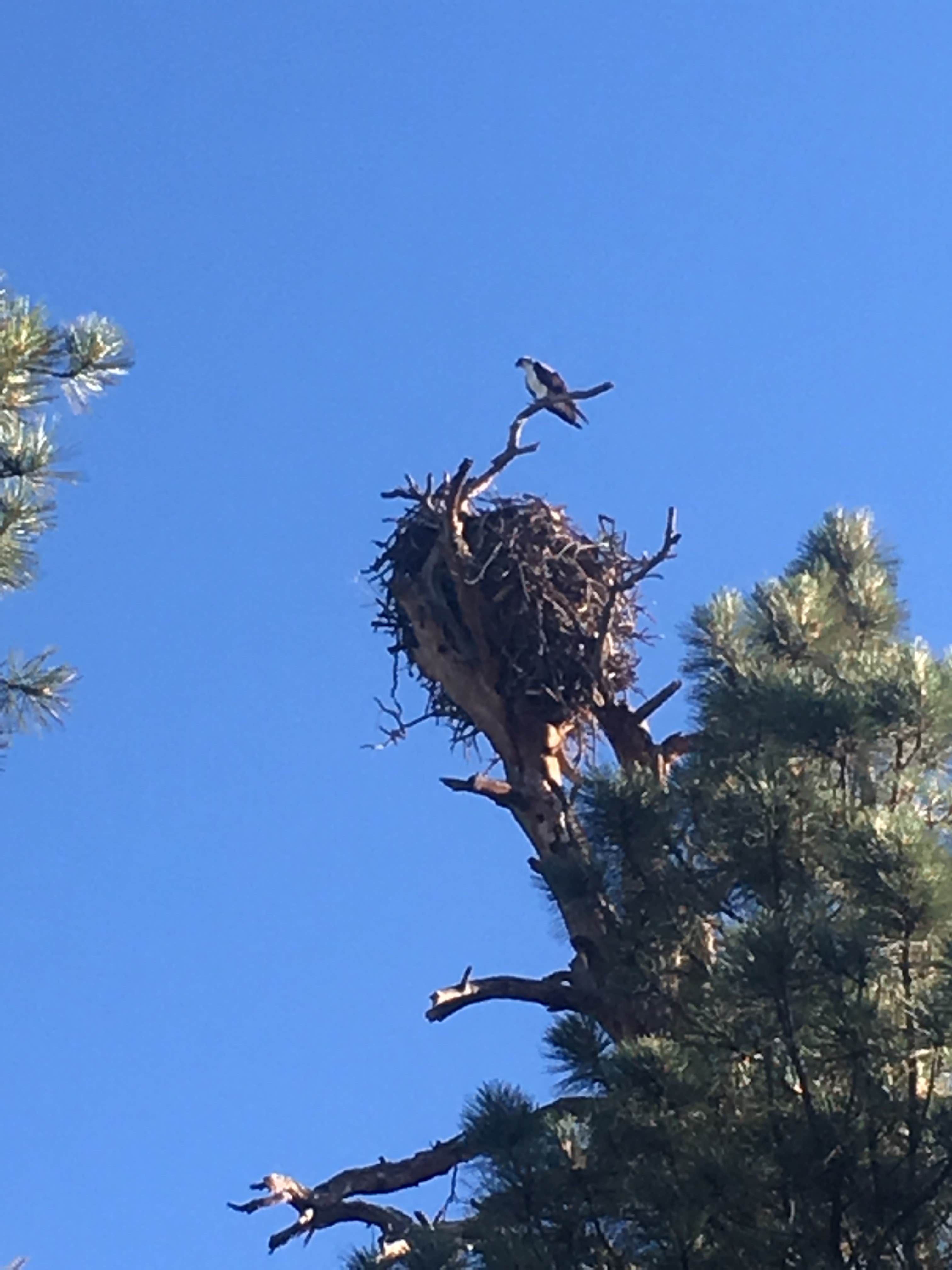 Camper-submitted photo at Kaibab National Forest Kaibab Lake Campground near Williams, AZ