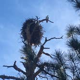 Review photo of Kaibab National Forest Kaibab Lake Campground by Rachel A., July 6, 2020