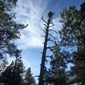 Review photo of Kaibab National Forest Kaibab Lake Campground by Rachel A., July 6, 2020