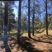 Review photo of Kaibab National Forest Kaibab Lake Campground by Rachel A., July 6, 2020