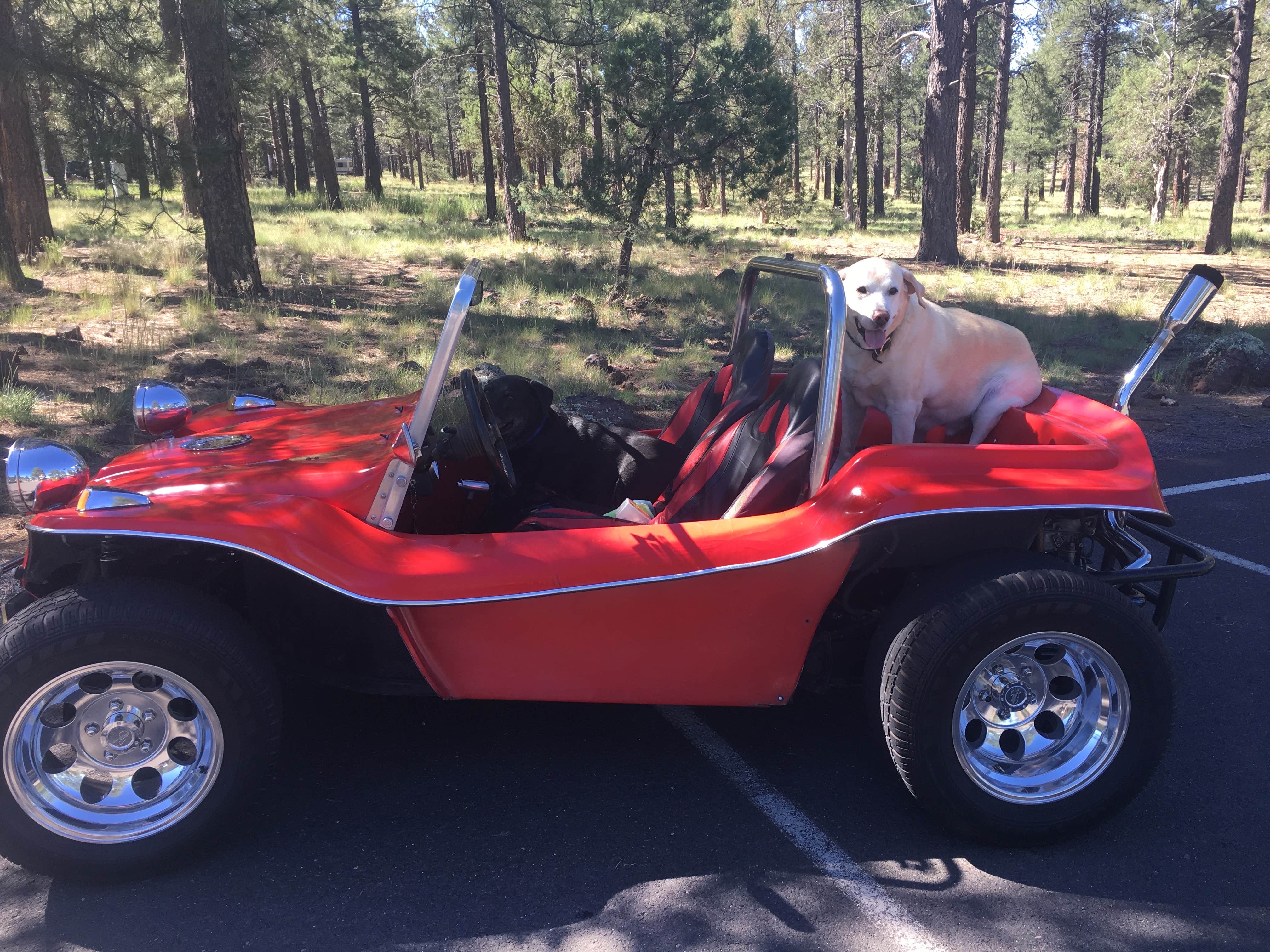 Rachel A.'s photo of camping with pets at Kaibab National Forest Kaibab Lake Campground near Williams, AZ