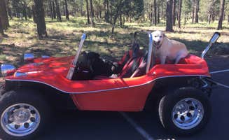 Rachel A.'s photo of camping with pets at Kaibab National Forest Kaibab Lake Campground near Kaibab National Forest