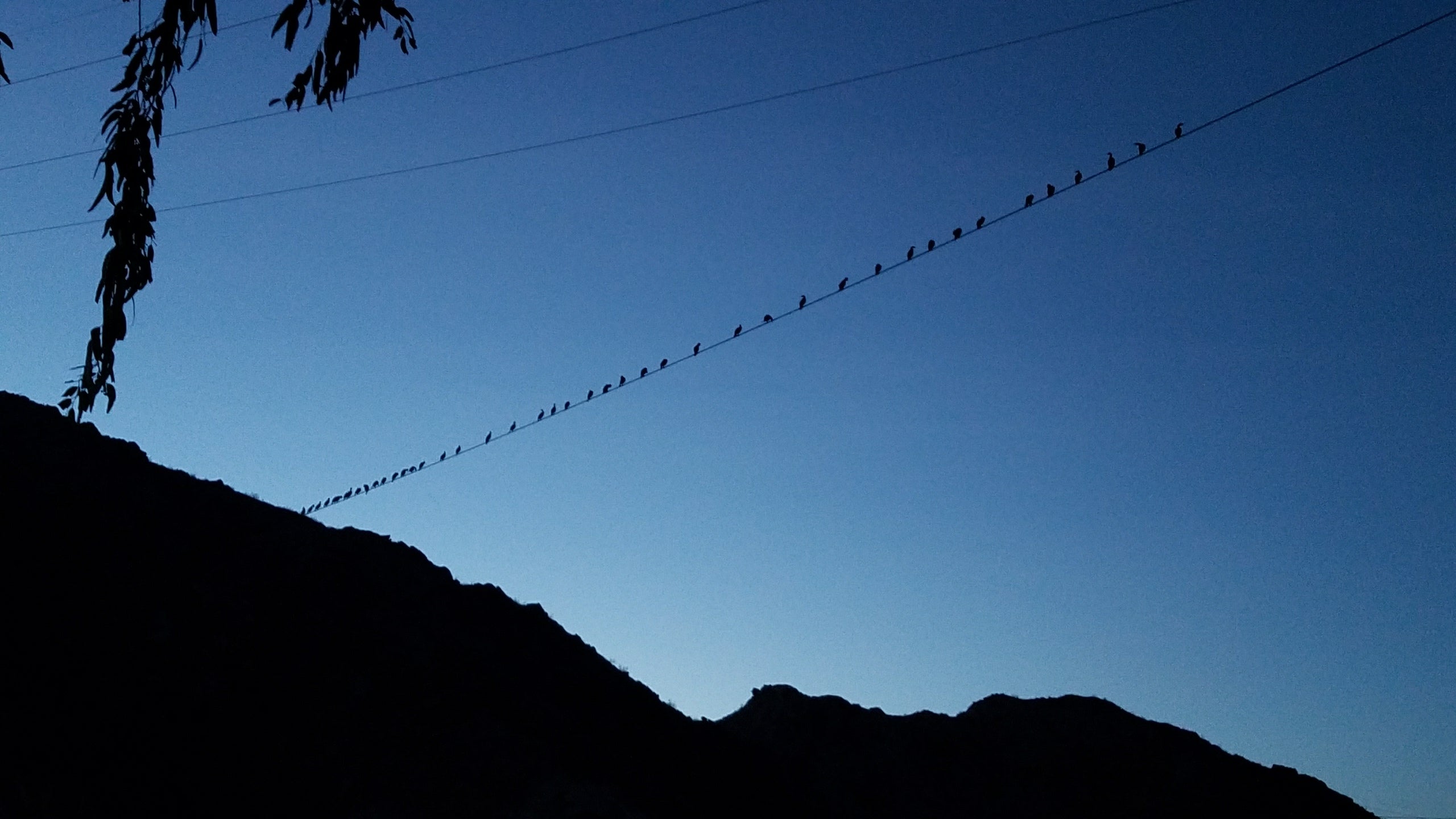 Water birds roosting on a high wire (fun to watch them compete for space) 