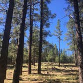 Review photo of Kaibab National Forest Kaibab Lake Campground by Rachel A., July 6, 2020