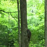 Review photo of Delaware State Park Campground by Shannon G., July 7, 2020