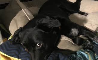 Shannon G.'s photo of camping with pets at Delaware State Park Campground near Nevada, OH