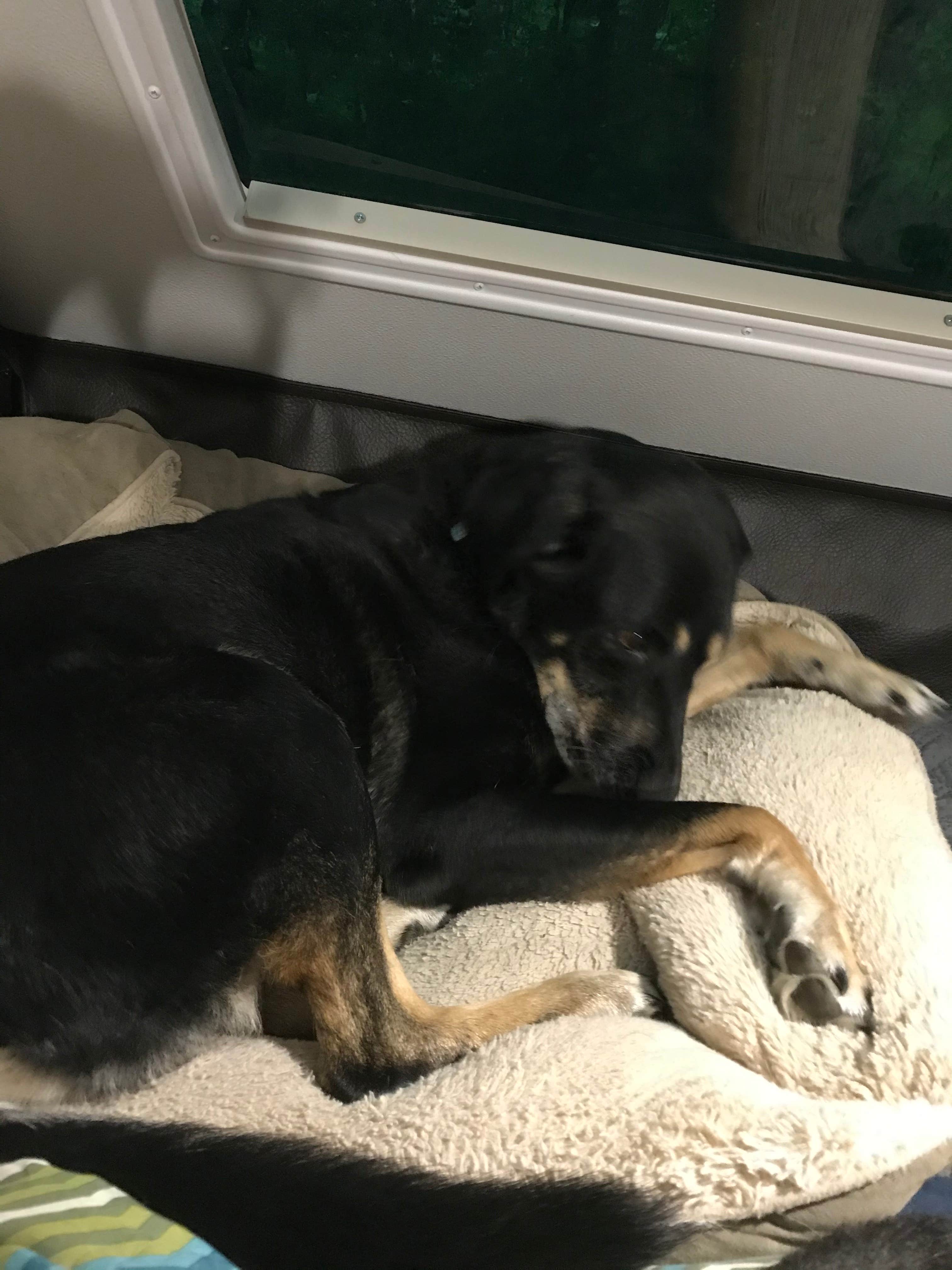 Shannon G.'s photo of camping with pets at Delaware State Park Campground near Alexandria, OH