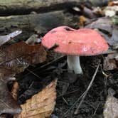 Review photo of Delaware State Park Campground by Shannon G., July 7, 2020