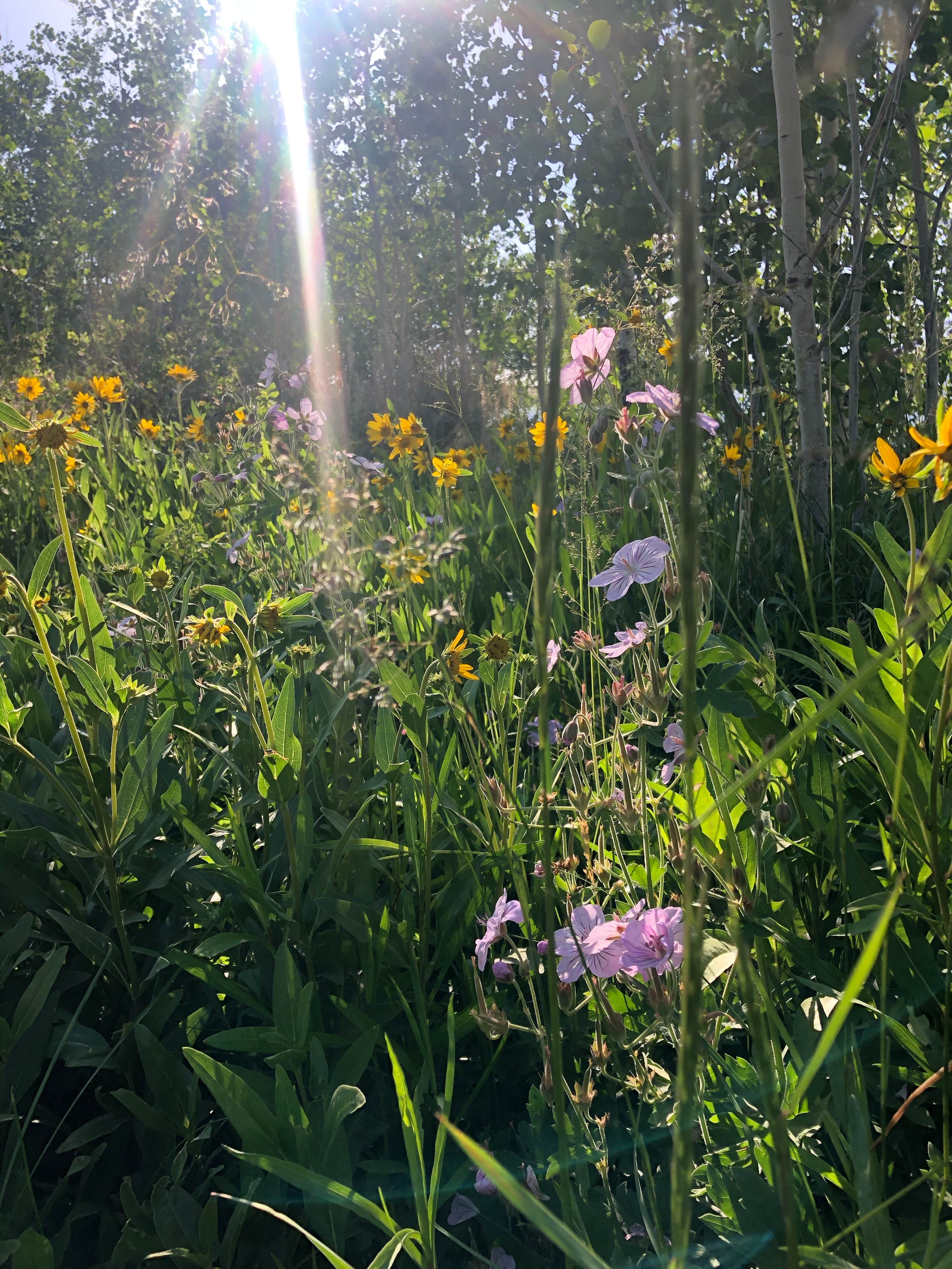 Camper-submitted photo at Willow Lake near Cora, WY