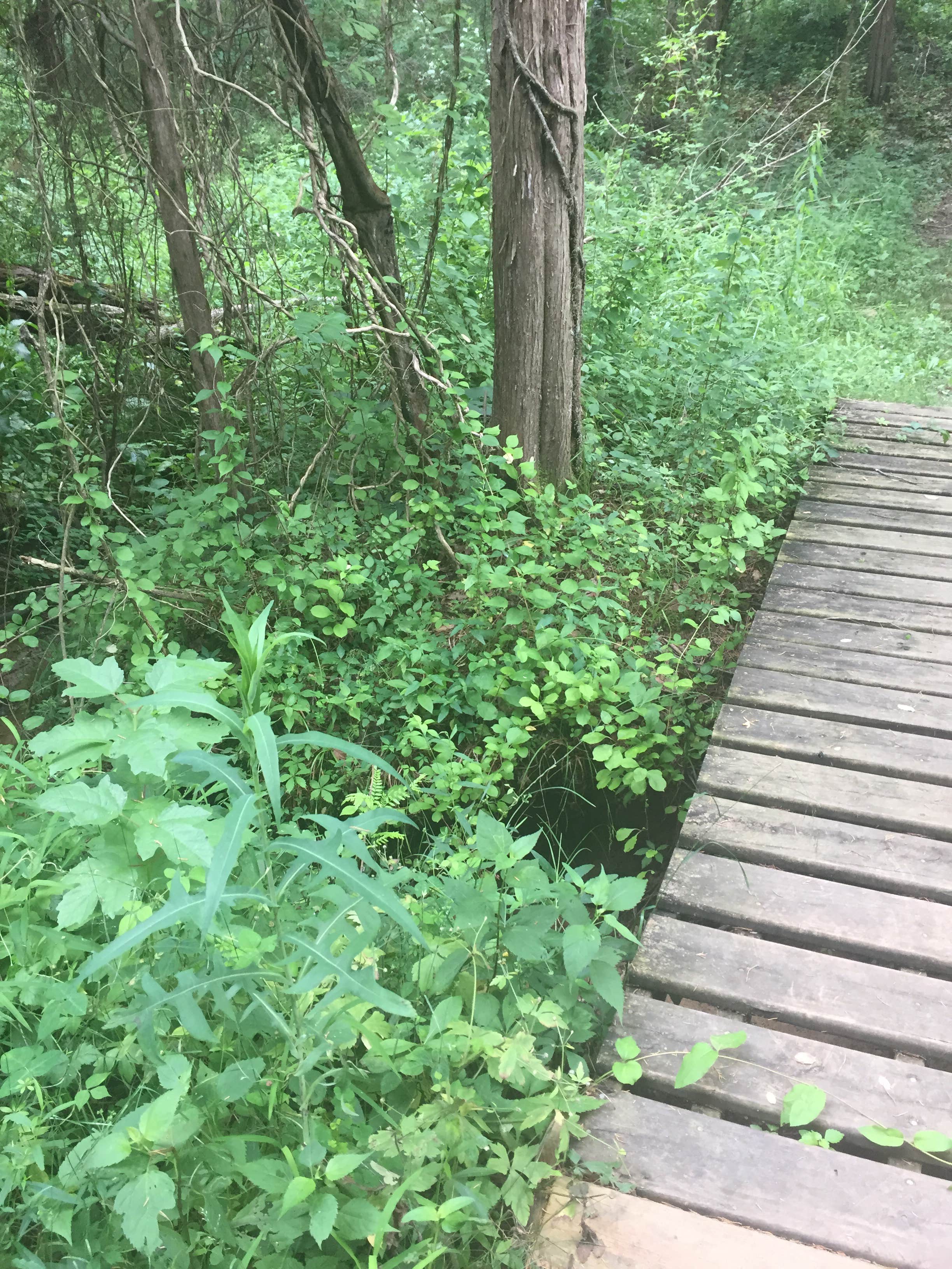 Camper submitted image from Charlestown State Park Campground - 5