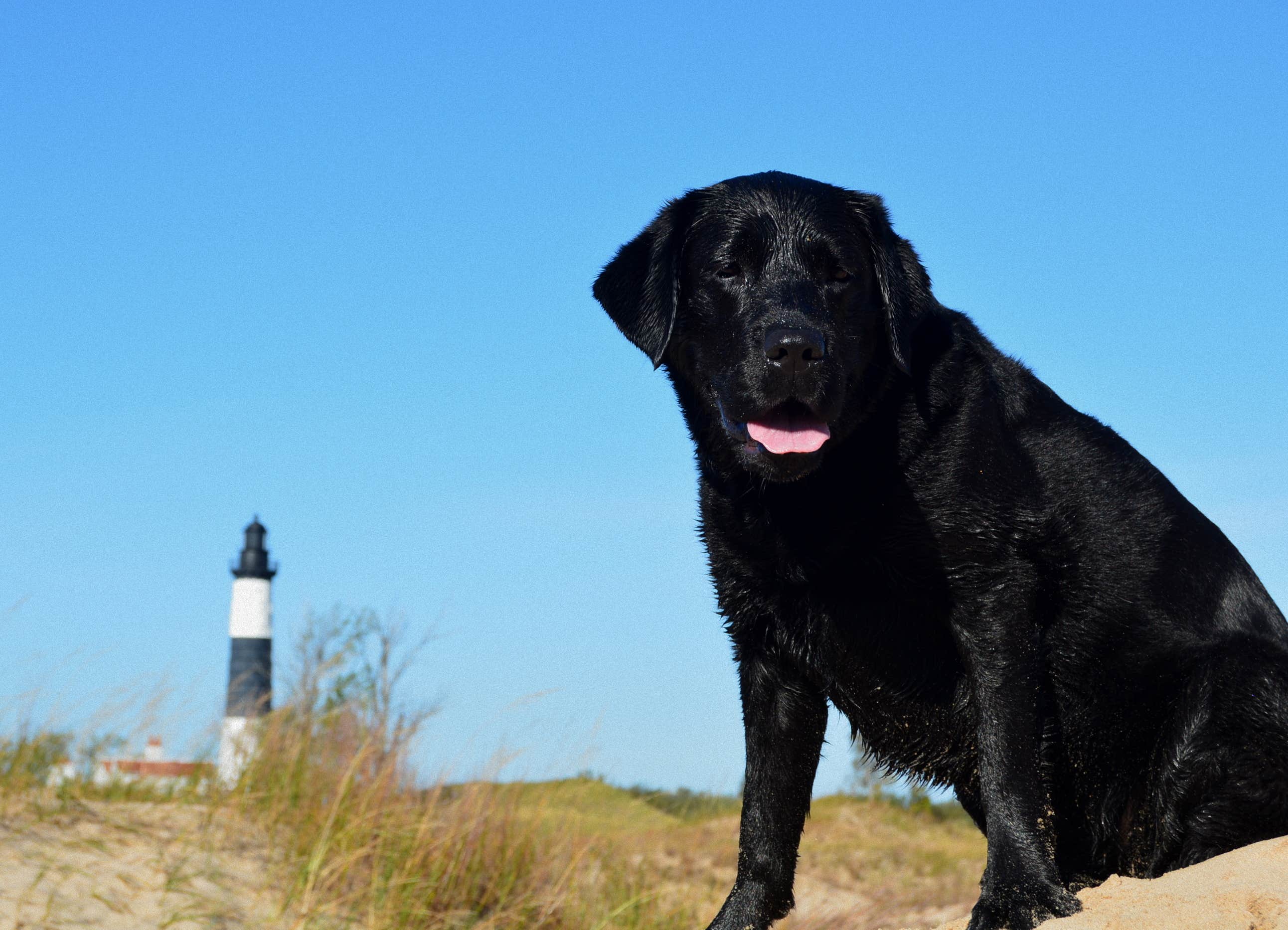 Nancy W.'s photo of camping with pets at Cedar Campground — Ludington State Park near Free Soil, MI