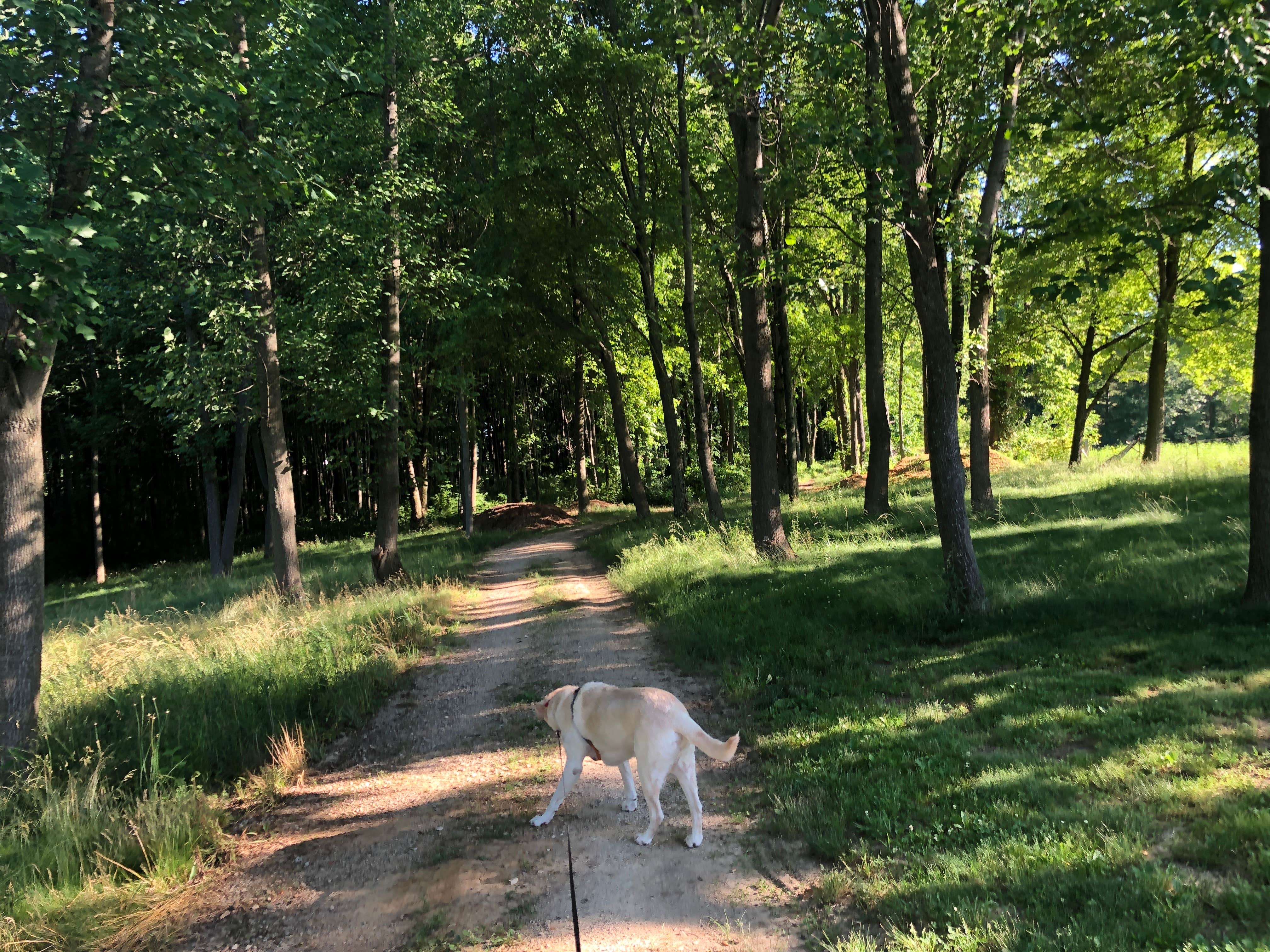 Laura H.'s photo of camping with pets at Prides Creek Co Park near Evansville, IN