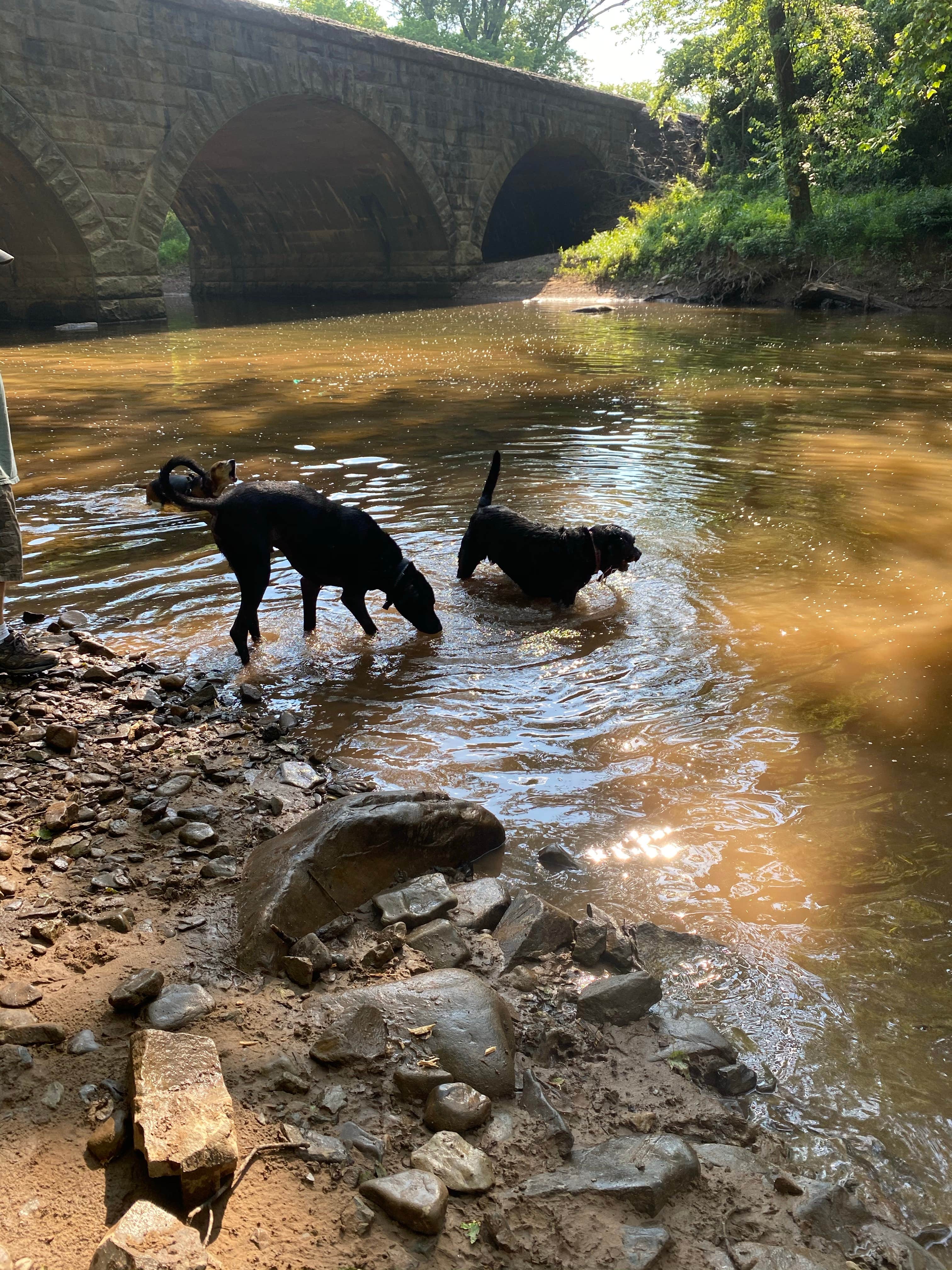 Sara S.'s photo of camping with pets at Sleepy Creek Family Campground on the Potomac near Big Cove Tannery, PA