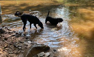 Sara S.'s photo of camping with pets at Sleepy Creek Family Campground on the Potomac near Martinsburg, WV