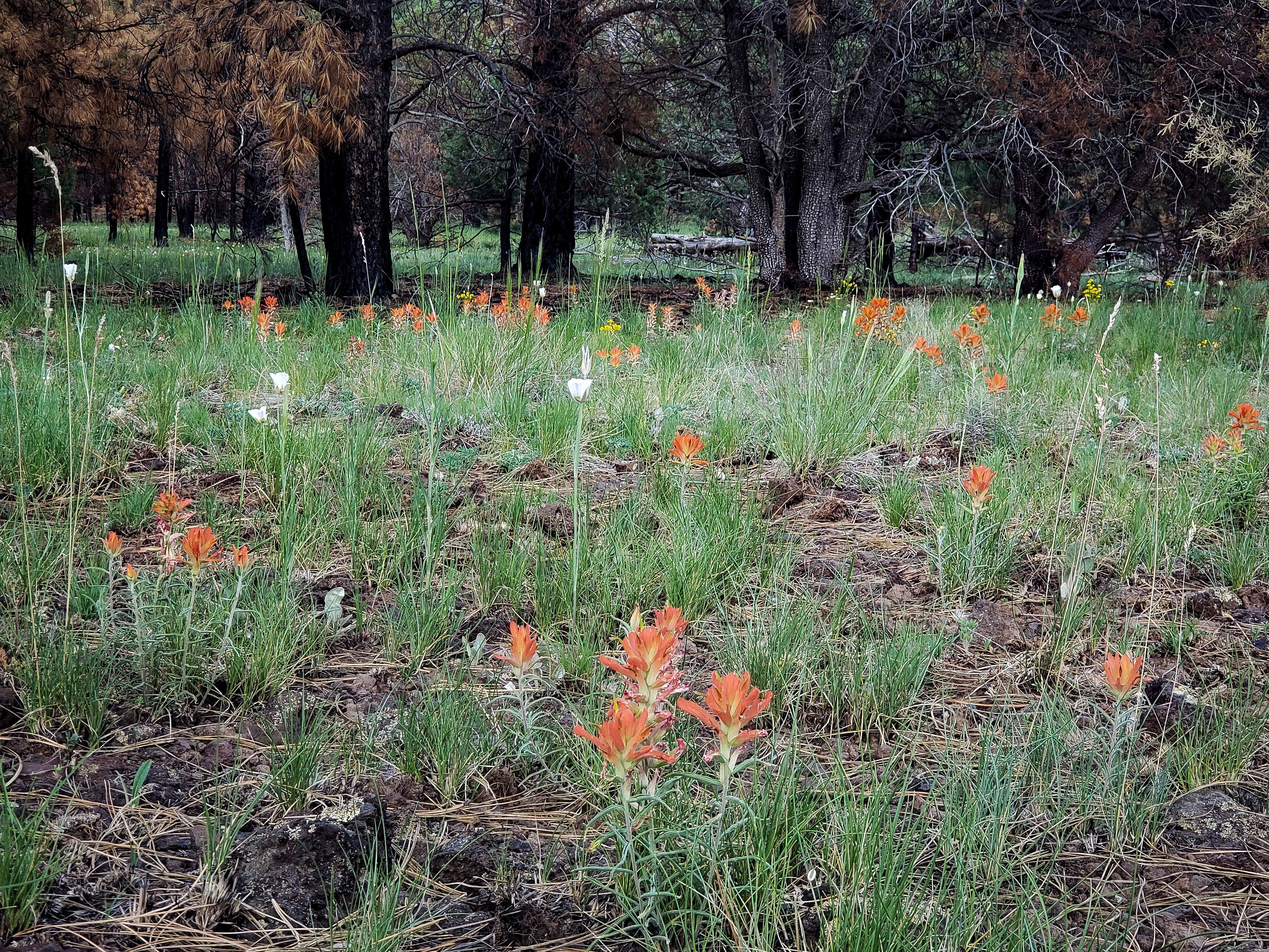 Camper-submitted photo at Kaibab National Forest Kaibab Lake Campground near Williams, AZ