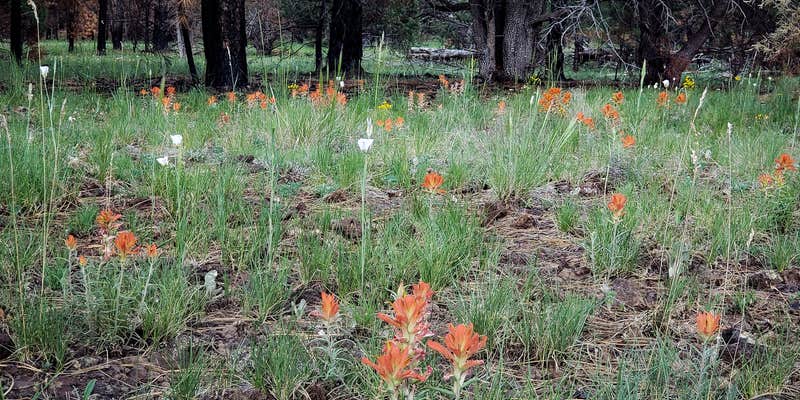 Camper submitted image from Kaibab National Forest Kaibab Lake Campground