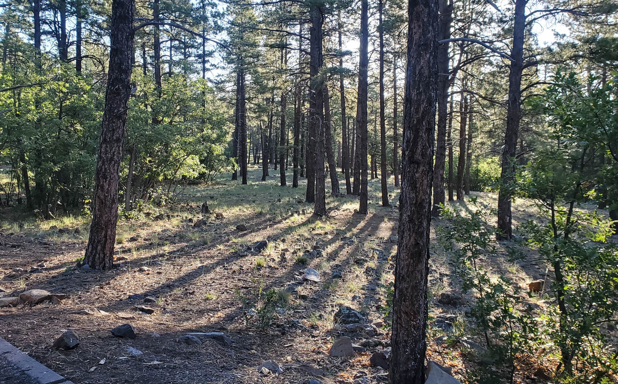 Dogtown Lake Campground And Group The Dyrt