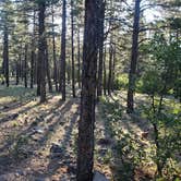 Review photo of Dogtown Lake Campground And Group by John T., July 7, 2020