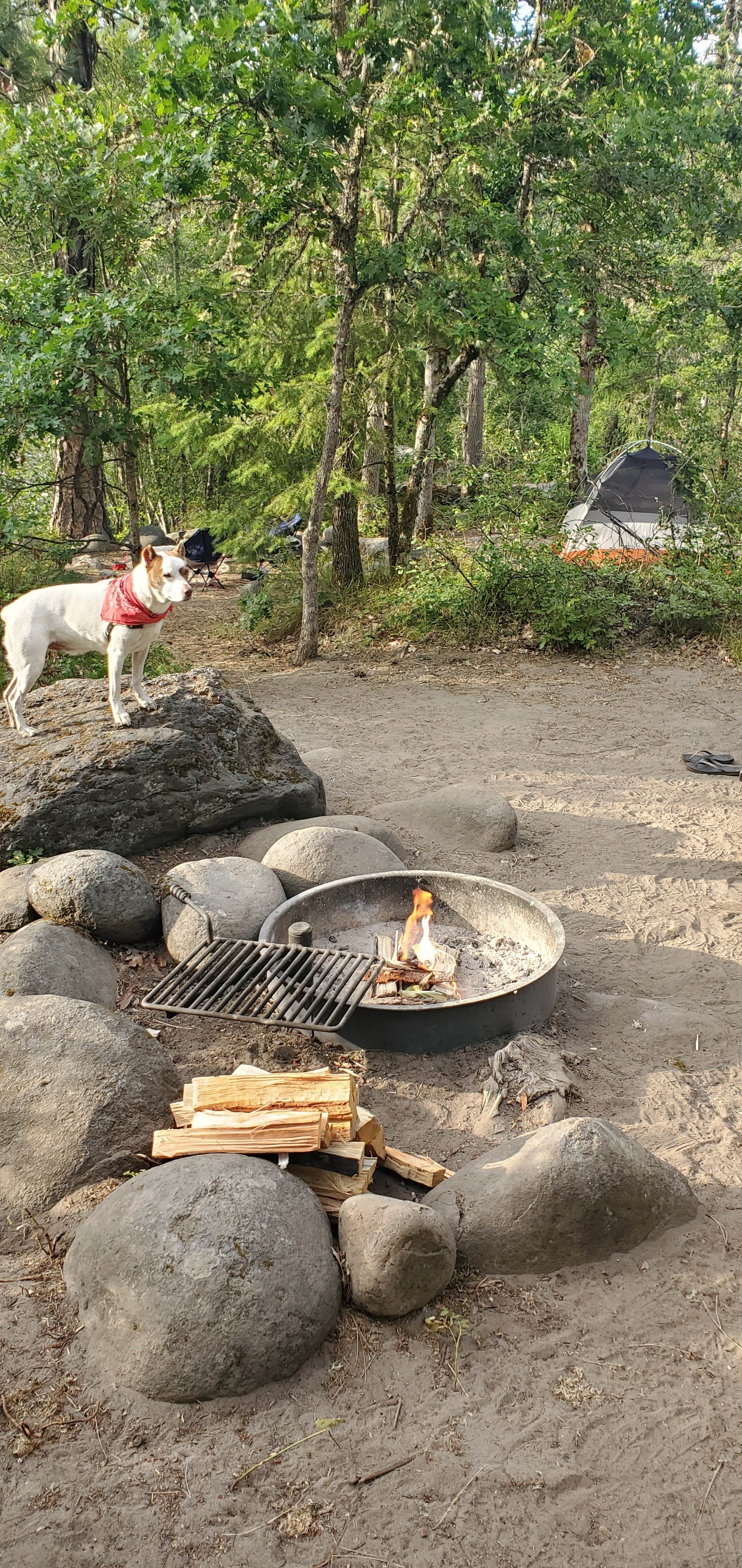 Matthew F.'s photo of camping with pets at Tucker Park Campground near Cascade Locks, OR