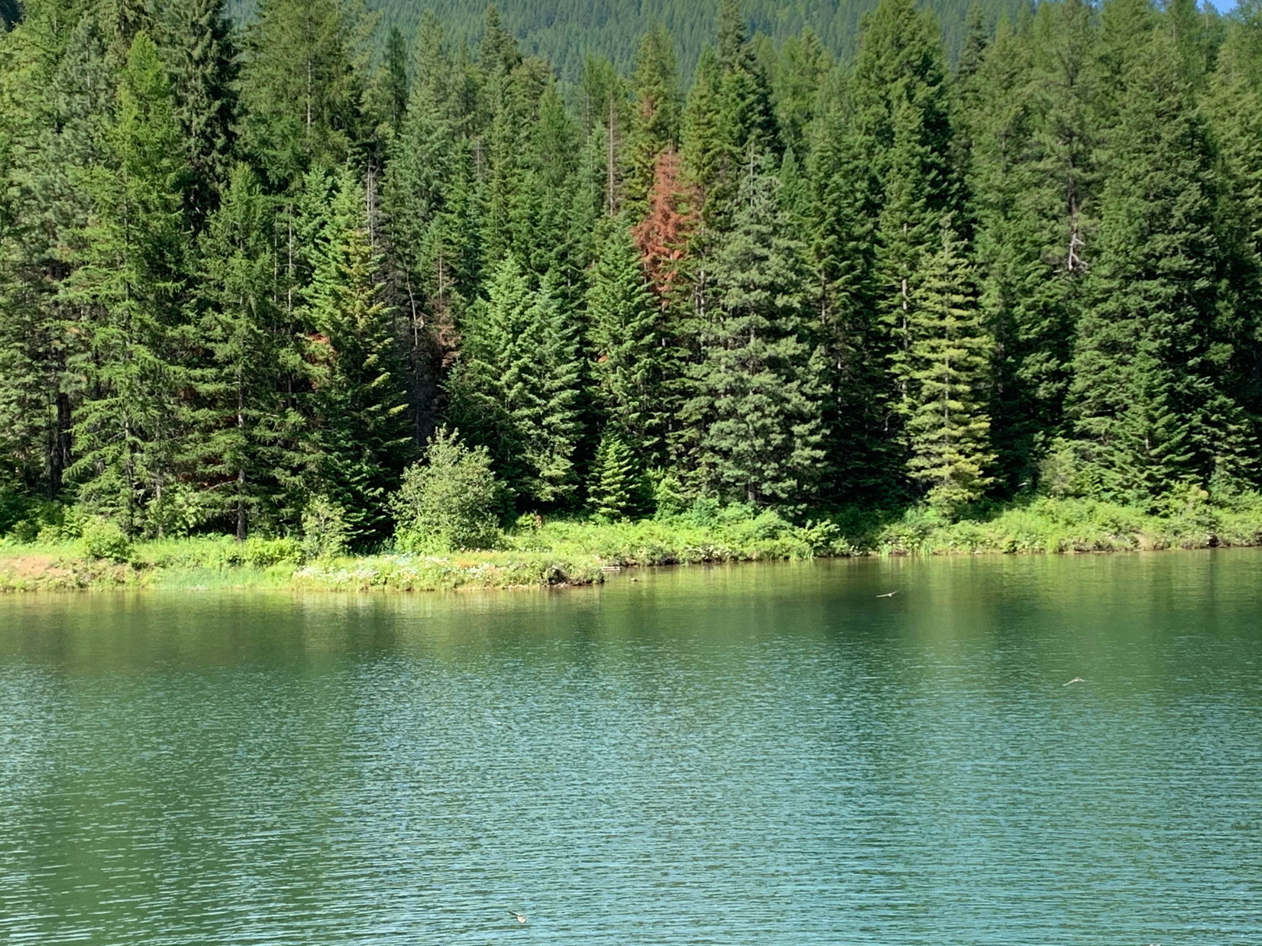 Camper-submitted photo at Marten Creek Campground near Noxon, MT