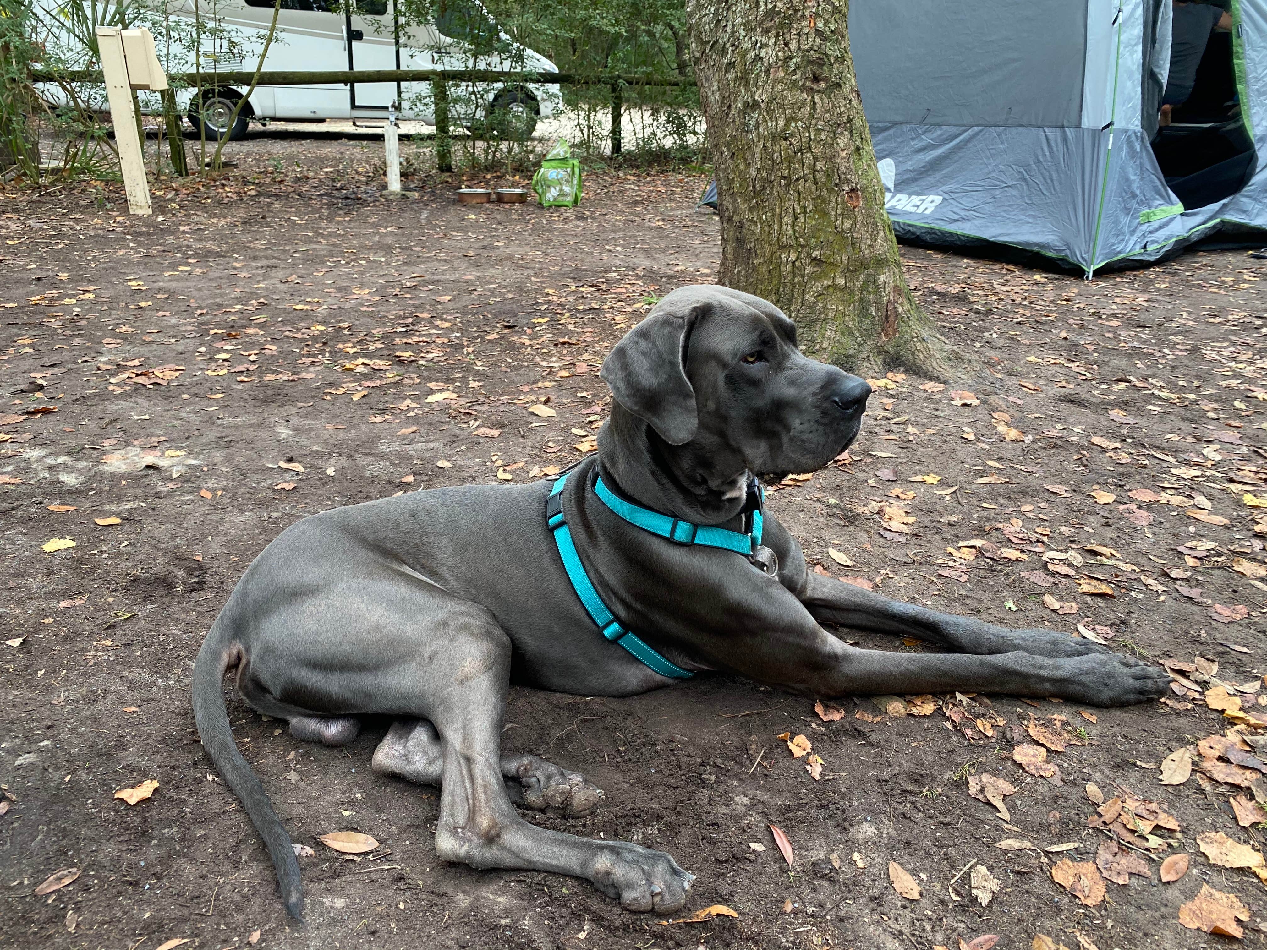 Deven R.'s photo of camping with pets at Atlantic Beach Campground — Fort Clinch State Park near Fleming Island, FL