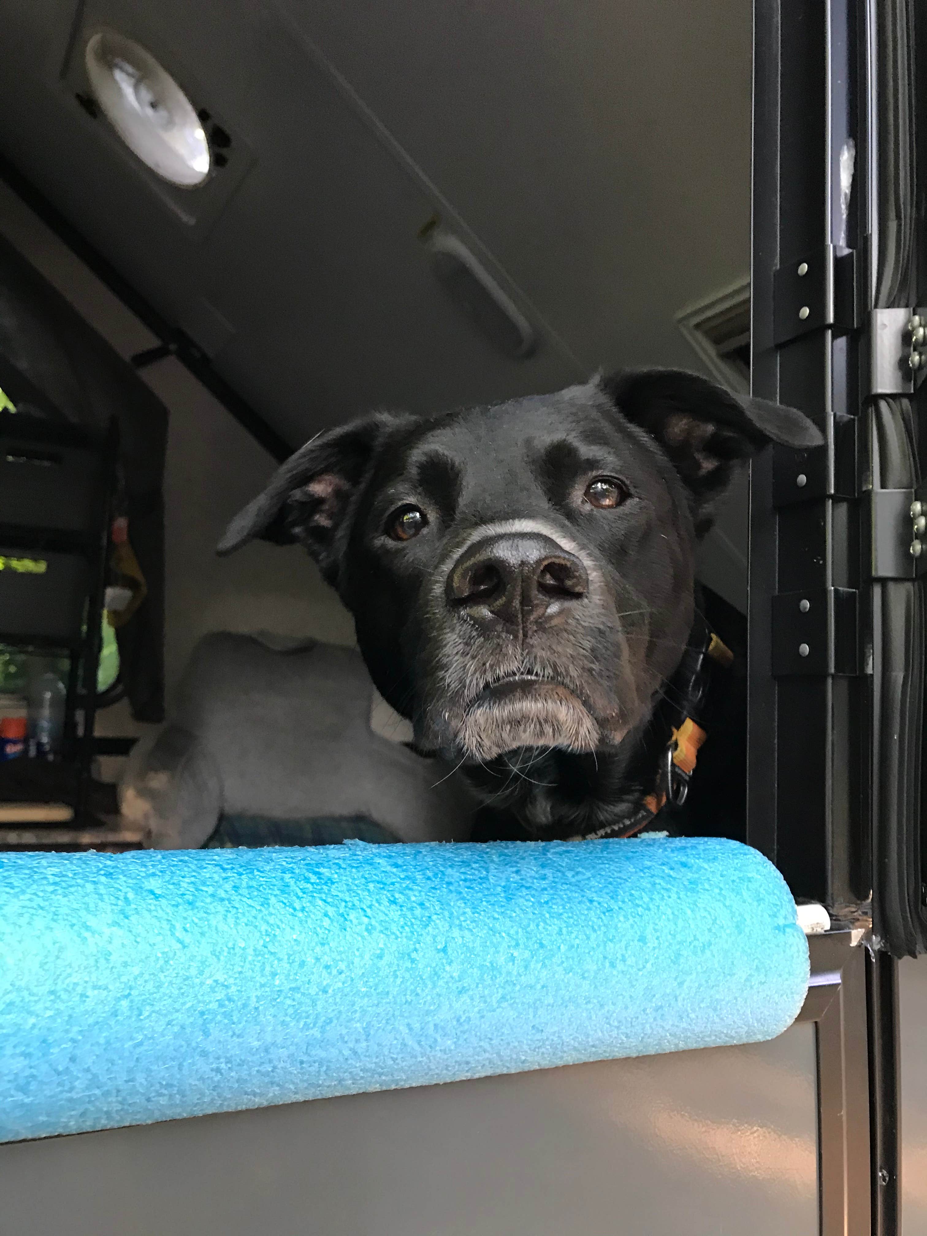 Shannon G.'s photo of camping with pets at A.W. Marion State Park Campground near Waverly, OH