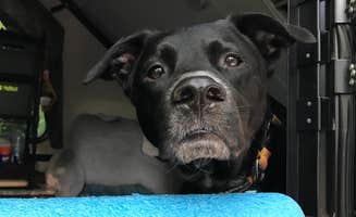 Shannon G.'s photo of camping with pets at A.W. Marion State Park Campground near Paint Creek Lake