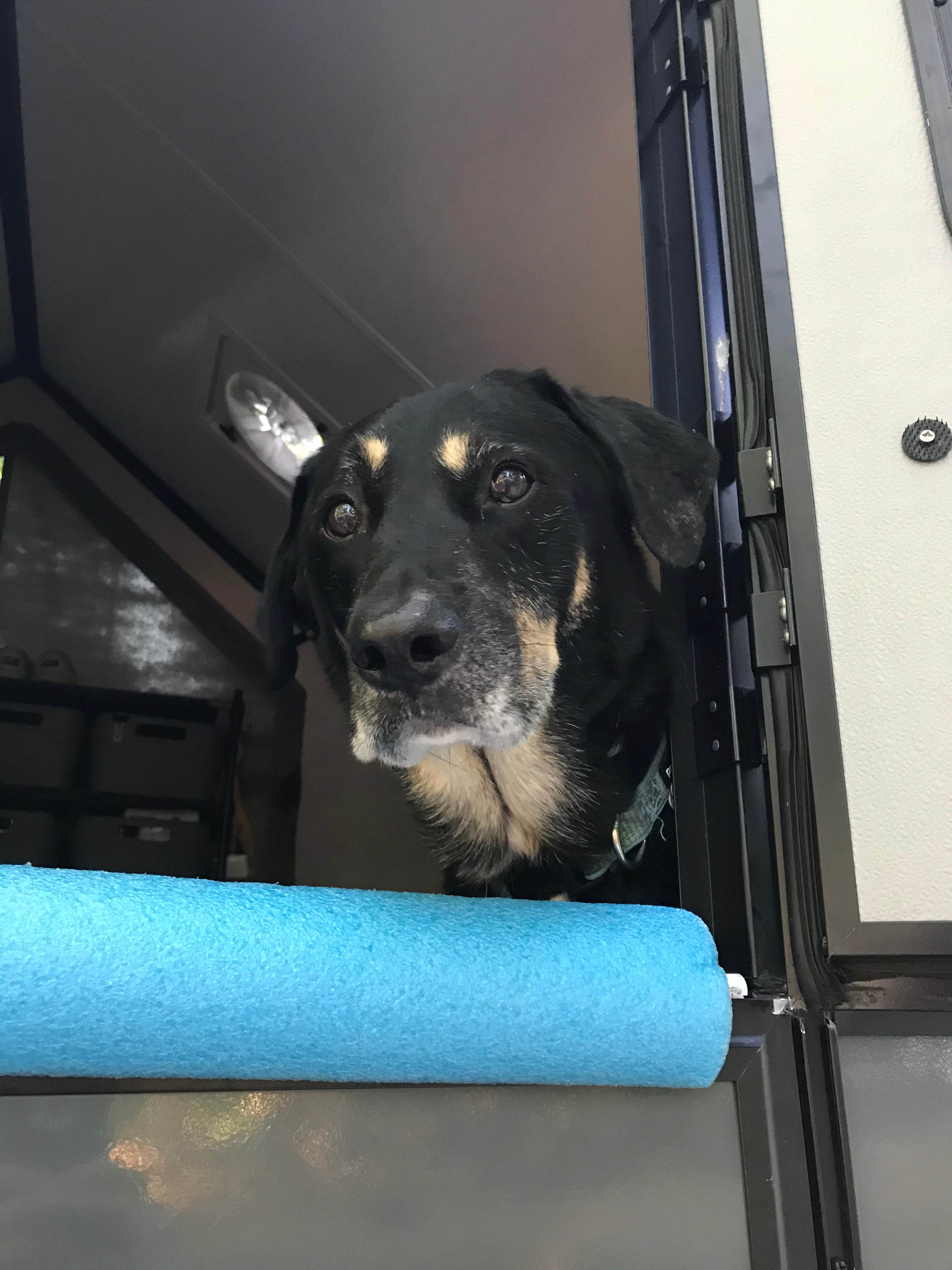 Shannon G.'s photo of camping with pets at A.W. Marion State Park Campground near Johnstown, OH